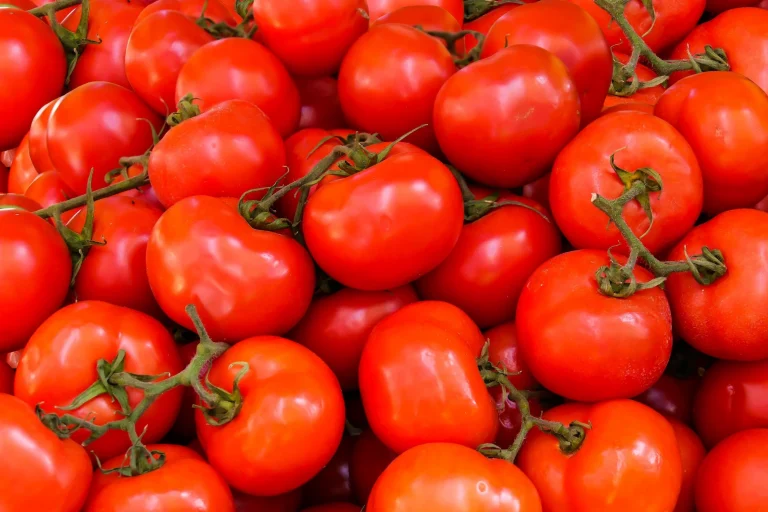 Presentamos SaniTomato, nuestro nuevo tratamiento orgánico para el tomate