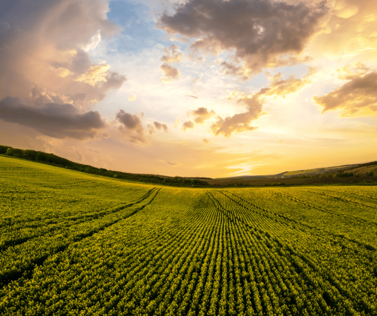 La agricultura ecológica y nuestras soluciones postcosecha orgánicas: efectivas, rentables, respetuosas y fiables