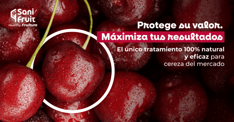 Cómo Sanifruit protege la calidad de la cereza y mejora la rentabilidad