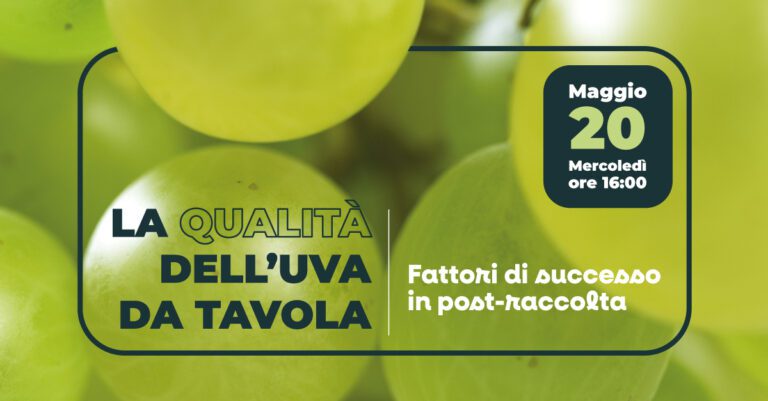 La qualità dell’uva da tavola: fattori di successo in post‑raccolta